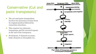 Conservative (Cut and
paste transposons)
 The cut-and-paste transposition
involves two processes excision from
its original position followed by
reinsertion elsewhere.
 This requires two elements :
transposase and the inverted repeats
at the end of the transposon .
 IS elements, P elements in maize,
hobo-elements in drosophila etc,.
 