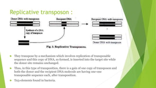 Replicative transposon :
 They transpose by a mechanism which involves replication of transposable
sequence and this copy of DNA, so formed, is inserted into the target site while
the donor site remains unchanged.
 Thus, in this type of transposition, there is a gain of one copy of transposon and
both-the donor and the recipient DNA molecule are having one-one
transposable sequence each, after transposition.
 Tn3-elements found in bacteria.
 