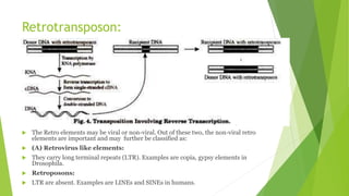 Retrotransposon:
 The Retro elements may be viral or non-viral. Out of these two, the non-viral retro
elements are important and may further be classified as:
 (A) Retrovirus like elements:
 They carry long terminal repeats (LTR). Examples are copia, gypsy elements in
Drosophila.
 Retroposons:
 LTR are absent. Examples are LINEs and SINEs in humans.
 