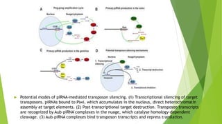  Potential modes of piRNA-mediated transposon silencing. (1) Transcriptional silencing of target
transposons. piRNAs bound to Piwi, which accumulates in the nucleus, direct heterochromatin
assembly at target elements. (2) Post-transcriptional target destruction. Transposon transcripts
are recognized by Aub–piRNA complexes in the nuage, which catalyse homology-dependent
cleavage. (3) Aub–piRNA complexes bind transposon transcripts and repress translation.
 
