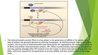  The heterochromatin protein Rhino is a key player in the generation of piRNAs in fly ovaries, which
help to protect the germline genome by silencing transposons. At heterochromatic dual-strand piRNA
clusters, the structure of heterochromatin and transcription are regulated by the competing activities
of Rhino and another heterochromatin protein, HP1. Rhino is preferentially expressed in the germline
and may possibly dislodge other HP1 proteins from the cluster to allow transcription of long precursor
RNAs, which are required for the generation of primary piRNAs and their amplification in the nuage
body.
 