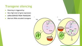 Transgene silencing
 Silencing is triggered by:
 Very high level of gene expression
 dsRNA DERIVED FROM TRANSGENE
 Aberrant RNAs encoded transgene
 