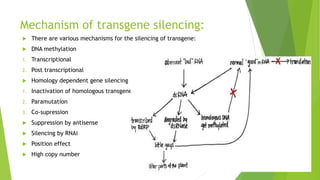 Mechanism of transgene silencing:
 There are various mechanisms for the silencing of transgene:
 DNA methylation
1. Transcriptional
2. Post transcriptional
 Homology dependent gene silencing
1. Inactivation of homologous transgene
2. Paramutation
3. Co-supression
 Suppression by antisense
 Silencing by RNAi
 Position effect
 High copy number
 