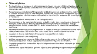  DNA methylation:
 The inactivation of transgene is often accompanied by an increase in DNA methylation and
inactivation very frequently correlates with the number of copies of integrated transgene. It is
done at two level:
1. Transcriptional; methylation of the promoter and both symmetric and asymmetric methylation
of cytosine is known to occur. The transgene architecture, copy number and genomic position
plays an important role in the determining whether the promoter sequence will be methylated
or repressed.
2. Post transcriptional; methylation of the coding sequence.
 The repression of the methylated promoter probably results from recruitment of chromatin
modifying factor (histone deacetylase) and remodelling factor (SNF2 Helicase) through
methylated DNA binding protein (MeCP2) which prevent access of DNA to the transcription
machinery.
 Nevertheless even when the transgene insert is present in multiple copies many studies have
reported expression. This implies that induction of TGS is a multicomponent process.
 Induction of denovo methylation of transgene involves different modes:
1. DNA methylation via DNA-DNA pairing
2. Multiple transgene- concatamere- DNA coiling- copies comes In front of each other like
homologous sequences-mutual suppression-increase in methylation-inactivation.
3. Transgene recognition: due to older age of transgene or certain stresses transgene get hyper
methylated
4. Insertion into hyper methylated genomic region due to spreading of hyper methylation pattern.
 