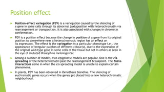 Position effect
 Position-effect variegation (PEV) is a variegation caused by the silencing of
a gene in some cells through its abnormal juxtaposition with heterochromatin via
rearrangement or transposition. It is also associated with changes in chromatin
conformation.
 PEV is a position effect because the change in position of a gene from its original
position to somewhere near a heterochromatic region has an effect on
its expression. The effect is the variegation in a particular phenotype i.e., the
appearance of irregular patches of different colour(s), due to the expression of
the original wild-type gene in some cells of the tissue but not in others as seen in
the eye of mutated Drosophila melanogaster.
 Among a number of models, two epigenetic models are popular. One is the cis-
spreading of the heterochromatin past the rearrangement breakpoint. The trans-
interactions come in when the cis-spreading model is unable to explain certain
phenomena.
 In plants, PEV has been observed in Oenothera blandina. The silencing of
euchromatic genes occurs when the genes get placed into a new heterochromatic
neighborhood.
 