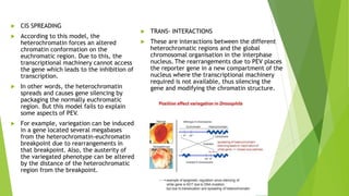  CIS SPREADING
 According to this model, the
heterochromatin forces an altered
chromatin conformation on the
euchromatic region. Due to this, the
transcriptional machinery cannot access
the gene which leads to the inhibition of
transcription.
 In other words, the heterochromatin
spreads and causes gene silencing by
packaging the normally euchromatic
region. But this model fails to explain
some aspects of PEV.
 For example, variegation can be induced
in a gene located several megabases
from the heterochromatin-euchromatin
breakpoint due to rearrangements in
that breakpoint. Also, the austerity of
the variegated phenotype can be altered
by the distance of the heterochromatic
region from the breakpoint.
 TRANS- INTERACTIONS
 These are interactions between the different
heterochromatic regions and the global
chromosomal organisation in the interphase
nucleus. The rearrangements due to PEV places
the reporter gene in a new compartment of the
nucleus where the transcriptional machinery
required is not available, thus silencing the
gene and modifying the chromatin structure.
 
