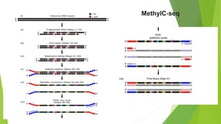 MethylC‐seq
 