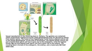 Sexual reproduction in the flowering plant A. thaliana. The gametes are contained
within multicellular haploid structures called gametophytes that are derived by mitosis
from meiotic spores. The fusion of two haploid polar nuclei forms a diploid central cell
in the female gametophyte. At the time of fertilization, the diploid female central cell
and a haploid male sperm cell fuse to give rise to the endosperm, while the haploid
female egg cell and haploid male sperm cell fuse to give rise to the embryo. The
resulting seed is formed of the endosperm, the embryo, and a maternally derived
seed coat.
 