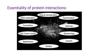 Essentiality of protein interactions:
 