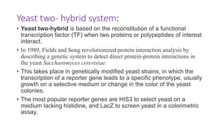 Yeast two- hybrid system:
• Yeast two-hybrid is based on the reconstitution of a functional
transcription factor (TF) when two proteins or polypeptides of interest
interact.
• In 1989, Fields and Song revolutionized protein interaction analysis by
describing a genetic system to detect direct protein-protein interactions in
the yeast Saccharomyces cerevisiae.
• This takes place in genetically modified yeast strains, in which the
transcription of a reporter gene leads to a specific phenotype, usually
growth on a selective medium or change in the color of the yeast
colonies.
• The most popular reporter genes are HIS3 to select yeast on a
medium lacking histidine, and LacZ to screen yeast in a colorimetric
assay.
 