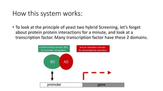 How this system works:
• To look at the principle of yeast two hybrid Screening, let’s forget
about protein protein interactions for a minute, and look at a
transcription factor. Many transcription factor have these 2 domains.
 