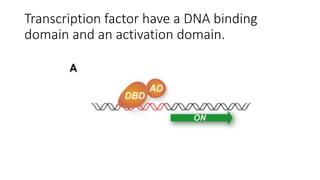 Transcription factor have a DNA binding
domain and an activation domain.
 