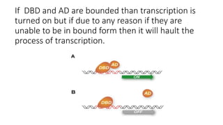 If DBD and AD are bounded than transcription is
turned on but if due to any reason if they are
unable to be in bound form then it will hault the
process of transcription.
 