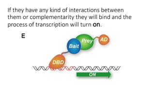 If they have any kind of interactions between
them or complementarity they will bind and the
process of transcription will turn on.
 