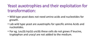Yeast auxotrophies and their exploitation for
transformation:
• Wild type yeast does not need amino acids and nucleotides for
growth.
• Lab wild type yeast are auxotrophs for specific amino Acids and
nucleotides.
• For eg. Leu2∆ trp1∆ ura3∆ these cells do not grows if leucine,
tryptophan and uracyl are not added to the medium.
 