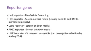 Reporter gene:
• LacZ reporter - Blue/White Screening
• HIS3 reporter - Screen on His+ media (usually need to add 3AT to
increase selectivity)
• LEU2 reporter - Screen on Leu+ media
• ADE2 reporter - Screen on Ade+ media
• URA3 reporter - Screen on Ura+ media (can do negative selection by
adding FOA)
 