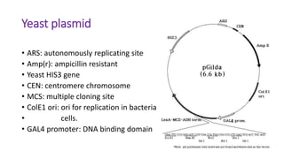 Yeast plasmid
• ARS: autonomously replicating site
• Amp(r): ampicillin resistant
• Yeast HIS3 gene
• CEN: centromere chromosome
• MCS: multiple cloning site
• ColE1 ori: ori for replication in bacterial
• cells.
• GAL4 promoter: DNA binding domain
4
 