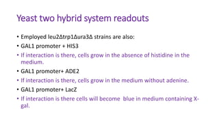 Yeast two hybrid system readouts
• Employed leu2∆trp1∆ura3∆ strains are also:
• GAL1 promoter + HIS3
• If interaction is there, cells grow in the absence of histidine in the
medium.
• GAL1 promoter+ ADE2
• If interaction is there, cells grow in the medium without adenine.
• GAL1 promoter+ LacZ
• If interaction is there cells will become blue in medium containing X-
gal.
 