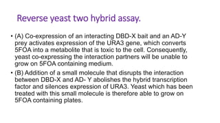 Reverse yeast two hybrid assay.
• (A) Co-expression of an interacting DBD-X bait and an AD-Y
prey activates expression of the URA3 gene, which converts
5FOA into a metabolite that is toxic to the cell. Consequently,
yeast co-expressing the interaction partners will be unable to
grow on 5FOA containing medium.
• (B) Addition of a small molecule that disrupts the interaction
between DBD-X and AD- Y abolishes the hybrid transcription
factor and silences expression of URA3. Yeast which has been
treated with this small molecule is therefore able to grow on
5FOA containing plates.
 