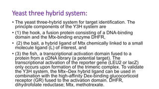 Yeast three hybrid system:
• The yeast three-hybrid system for target identification. The
principle components of the Y3H system are
• (1) the hook, a fusion protein consisting of a DNA-binding
domain and the Mtx-binding enzyme DHFR,
• (2) the bait, a hybrid ligand of Mtx chemically linked to a small
molecule ligand (L) of interest, and
• (3) the fish, a transcriptional activation domain fused to a
protein from a cDNA library (a potential target). The
transcriptional activation of the reporter gene (LEU2 or lacZ)
only occurs upon formation of the trimeric complex. To validate
the Y3H system, the Mtx–Dex hybrid ligand can be used in
combination with the high-affinity Dex-binding glucocorticoid
receptor (GR) fused to the activation domain. DHFR,
dihydrofolate reductase; Mtx, methotrexate.
 