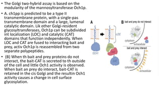 • The Golgi two-hybrid assay is based on the
modularity of the mannosyltransferase Och1p.
• A. ch1pp is predicted to be a type II
transmembrane protein, with a single-pas
transmembrane domain and a large, lumenal
catalytic domain. Lik other Golgi-resident
glycosyltransferases, Och1p can be subdivided
int localization (LOC) and catalytic (CAT)
domains that function independently. When
LOC and CAT are fused to interacting bait and
prey, activ Och1p is reassembled from two
separate polypeptides.
• (B) When th bait and prey proteins do not
interact, the bait-CAT is secreted to th outside
of the cell and little Och1 activity is observed.
When bait an prey do interact, bait-CAT is
retained in the cis Golgi and the resultin Och1
activity causes a change in cell surface
glycosylation.
 