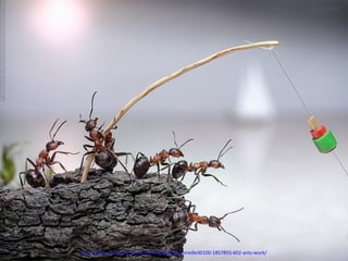 http://www.authorstream.com/Presentation/mireille30100-1857855-602-ants-work/
 
