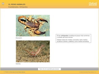 EL REINO ANIMALES
Invertebrados. Artrópodos

Escorpión.

El tipo artrópodos constituye el grupo más numeroso
y variado del reino animal.
Habitan todos los medios conocidos, tanto medios
acuáticos (dulces y salados) como medios terrestres.

Gamba.

Hacer clic en la pantalla para avanzar

1.º ESO | Ciencias de la Naturaleza

© Oxford University Press España, S.A.

 