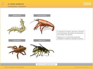 EL REINO ANIMALES
Invertebrados. Artrópodos

MIRIAPODOS

CRUSTÁCEOS

En este tipo se incluyen, entre otros, animales
como las avispas, las arañas, los escorpiones,
los ciempiés o las gambas.
Destacan por su abundancia los grupos:
miriápodos, crustáceos, arácnidos e insectos.
ARÁCNIDOS

INSECTOS

Hacer clic en la pantalla para avanzar

1.º ESO | Ciencias de la Naturaleza

© Oxford University Press España, S.A.

 
