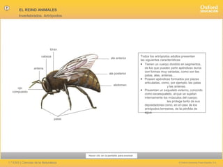 EL REINO ANIMALES
Invertebrados. Artrópodos

tórax
cabeza

ala anterior

antena
ala posterior

abdomen

ojo
compuesto

Todos los artrópodos adultos presentan
las siguientes características:
● Tienen un cuerpo dividido en segmentos,
de los que pueden partir apéndices duros
con formas muy variadas, como son las
patas, alas, antenas…
● Poseen apéndices formados por piezas
articuladas, como, por ejemplo, las patas
y las antenas.
● Presentan un esqueleto externo, conocido
como exoesqueleto, al que se sujetan
internamente los músculos del cuerpo;
les protege tanto de sus
depredadores como, en el caso de los
artrópodos terrestres, de la pérdida de
agua.

patas

Hacer clic en la pantalla para avanzar

1.º ESO | Ciencias de la Naturaleza

© Oxford University Press España, S.A.

 
