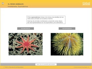 EL REINO ANIMALES
Invertebrados. Equinodermos

El tipo equinodermos incluye a los erizos y las estrellas de mar;
todos estos animales son acuáticos marinos.
Este tipo de animales invertebrados comprende varias clases;
las más representativas son: los equinoideos y los asteroideos.

EQUINOIDEOS

ASTEROIDEOS

Hacer clic en la pantalla para avanzar

1.º ESO | Ciencias de la Naturaleza

© Oxford University Press España, S.A.

 