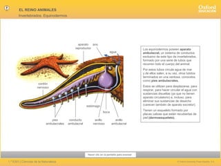 EL REINO ANIMALES
Invertebrados. Equinodermos

aparato ano
reproductor
agua

cordón
nervioso

Por estos tubos circula agua de mar
y de ellos salen, a su vez, otros tubitos
terminados en una ventosa, conocidos
como pies ambulacrales.

cordón
nervioso

Estos se utilizan para desplazarse, para
respirar, para hacer circular el agua con
sustancias disueltas (ya que no tienen
aparato circulatorio) e, incluso, para
eliminar sus sustancias de desecho
(carecen también de aparato excretor).

estómago
boca
pies
ambulacrales

Los equinodermos poseen aparato
ambulacral, un sistema de conductos
exclusivo de este tipo de invertebrados,
formado por una serie de tubos que
recorren todo el cuerpo del animal.

conducto
ambulacral

anillo
nervioso

anillo
ambulacral

Tienen un esqueleto formado por
placas calizas que están recubiertas de
piel (dermoesqueleto).

Hacer clic en la pantalla para avanzar

1.º ESO | Ciencias de la Naturaleza

© Oxford University Press España, S.A.

 