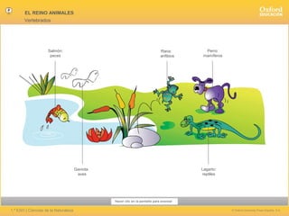 EL REINO ANIMALES
Vertebrados

Salmón:
peces

Rana:
anfibios

Gaviota:
aves

Perro:
mamíferos

Lagarto:
reptiles

Hacer clic en la pantalla para avanzar

1.º ESO | Ciencias de la Naturaleza

© Oxford University Press España, S.A.

 