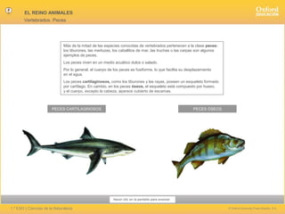 EL REINO ANIMALES
Vertebrados. Peces

Más de la mitad de las especies conocidas de vertebrados pertenecen a la clase peces:
los tiburones, las merluzas, los caballitos de mar, las truchas o las carpas son algunos
ejemplos de peces.
Los peces viven en un medio acuático dulce o salado.
Por lo general, el cuerpo de los peces es fusiforme, lo que facilita su desplazamiento
en el agua.
Los peces cartilaginosos, como los tiburones y las rayas, poseen un esqueleto formado
por cartílago. En cambio, en los peces óseos, el esqueleto está compuesto por hueso,
y el cuerpo, excepto la cabeza, aparece cubierto de escamas.

PECES CARTILAGINOSOS

PECES ÓSEOS

Hacer clic en la pantalla para avanzar

1.º ESO | Ciencias de la Naturaleza

© Oxford University Press España, S.A.

 