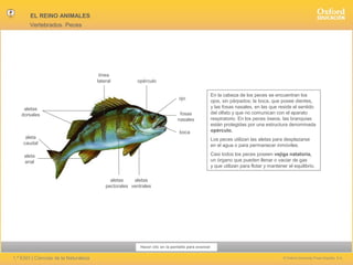 EL REINO ANIMALES
Vertebrados. Peces

línea
lateral

opérculo
ojo

aletas
dorsales

fosas
nasales
boca

aleta
caudal

En la cabeza de los peces se encuentran los
ojos, sin párpados; la boca, que posee dientes,
y las fosas nasales, en las que reside el sentido
del olfato y que no comunican con el aparato
respiratorio. En los peces óseos, las branquias
están protegidas por una estructura denominada
opérculo.
Los peces utilizan las aletas para desplazarse
en el agua o para permanecer inmóviles.
Casi todos los peces poseen vejiga natatoria,
un órgano que pueden llenar o vaciar de gas
y que utilizan para flotar y mantener el equilibrio.

aleta
anal

aletas
aletas
pectorales ventrales

Hacer clic en la pantalla para avanzar

1.º ESO | Ciencias de la Naturaleza

© Oxford University Press España, S.A.

 