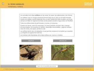 EL REINO ANIMALES
Vertebrados. Anfibios

Los animales de la clase anfibios son las ranas, los sapos, las salamandras y los tritones.
Los anfibios viven en el agua durante la primera etapa de su vida y en el medio terrestre
cuando son adultos, aunque dependen aún en gran medida del medio acuático, por lo que
siempre se hallan en regiones húmedas donde puedan acceder al agua dulce con facilidad.
Todos los anfibios tienen la piel húmeda y mucosa, sin escamas.
Cuando son larvas, como los renacuajos, el cuerpo presenta una gran cola y carecen
de extremidades. Al convertirse en adultos, desarrollan extremidades, y algunos anfibios,
como las ranas y los sapos, pierden la cola.
Los anfibios tienen ojos con párpados, lo que permite mantener la humedad que necesitan
y protegerlos de agresiones externas.
Los órdenes más importantes de la clase anfibios son: anuros y urodelos.

ANUROS

URODELOS

Hacer clic en la pantalla para avanzar

1.º ESO | Ciencias de la Naturaleza

© Oxford University Press España, S.A.

 