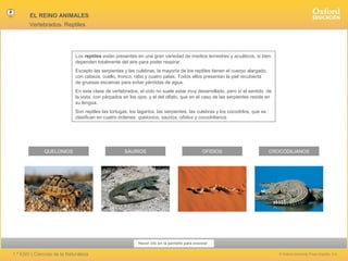 EL REINO ANIMALES
Vertebrados. Reptiles

Los reptiles están presentes en una gran variedad de medios terrestres y acuáticos, si bien
dependen totalmente del aire para poder respirar.
Excepto las serpientes y las culebras, la mayoría de los reptiles tienen el cuerpo alargado,
con cabeza, cuello, tronco, rabo y cuatro patas. Todos ellos presentan la piel recubierta
de gruesas escamas para evitar pérdidas de agua.
En esta clase de vertebrados, el oído no suele estar muy desarrollado, pero sí el sentido de
la vista, con párpados en los ojos, y el del olfato, que en el caso de las serpientes reside en
su lengua.
Son reptiles las tortugas, los lagartos, las serpientes, las culebras y los cocodrilos, que se
clasifican en cuatro órdenes: quelonios, saurios, ofidios y cocodrilianos.

QUELONIOS

SAURIOS

OFIDIOS

CROCODILIANOS

Hacer clic en la pantalla para avanzar

1.º ESO | Ciencias de la Naturaleza

© Oxford University Press España, S.A.

 