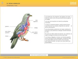 EL REINO ANIMALES
Vertebrados. Aves

tubo
digestivo

pulmón
molleja
saco aéreo
posterior
cloaca

saco aéreo
anterior

Los avestruces, los pingüinos, las águilas, los cisnes y
todos los seres vivos a los que denominamos pájaros
son aves.
Las aves se encuentran en todos los ambientes
conocidos.
La boca no presenta dientes y está provista de pico,
cuya forma es muy variada y depende de cuál sea
el
tipo de alimentación.
Las extremidades posteriores son patas cubiertas de
escamas y las anteriores se alargan transformándose
en alas.
El cuerpo se halla cubierto de plumas, que, además de
aislar y proteger al animal, le sirven para volar.
Los huesos, delgados y huecos, son menos pesados
que los del resto de los vertebrados. El esternón está
muy desarrollado para dar sostén a los músculos
que mueven las alas. Los ojos y los oídos están bien
desarrollados.

Hacer clic en la pantalla para avanzar

1.º ESO | Ciencias de la Naturaleza

© Oxford University Press España, S.A.

 