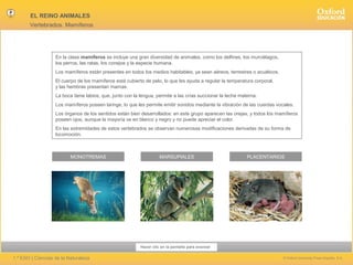 EL REINO ANIMALES
Vertebrados. Mamíferos

En la clase mamíferos se incluye una gran diversidad de animales, como los delfines, los murciélagos,
los perros, las ratas, los conejos y la especie humana.
Los mamíferos están presentes en todos los medios habitables, ya sean aéreos, terrestres o acuáticos.
El cuerpo de los mamíferos está cubierto de pelo, lo que les ayuda a regular la temperatura corporal,
y las hembras presentan mamas.
La boca tiene labios, que, junto con la lengua, permite a las crías succionar la leche materna.
Los mamíferos poseen laringe, lo que les permite emitir sonidos mediante la vibración de las cuerdas vocales.
Los órganos de los sentidos están bien desarrollados: en este grupo aparecen las orejas, y todos los mamíferos
poseen ojos, aunque la mayoría ve en blanco y negro y no puede apreciar el color.
En las extremidades de estos vertebrados se observan numerosas modificaciones derivadas de su forma de
locomoción.

MONOTREMAS

MARSUPIALES

PLACENTARIOS

Hacer clic en la pantalla para avanzar

1.º ESO | Ciencias de la Naturaleza

© Oxford University Press España, S.A.

 