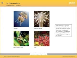 EL REINO ANIMALES
Invertebrados. Cnidarios

Medusa.

Anémona de mar.

En los cnidarios se incluyen
las medusas, las anémonas
de mar, las hidras y los corales.
Todos estos invertebrados
son acuáticos y, aunque viven
tanto en aguas dulces como
en aguas saladas, la mayoría
son marinos.

Hidra de agua dulce.

Coral.

Hacer clic en la pantalla para avanzar

1.º ESO | Ciencias de la Naturaleza

© Oxford University Press España, S.A.

 