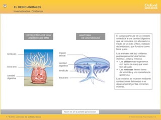 EL REINO ANIMALES
Invertebrados. Cnidarios

ESTRUCTURA DE UNA
ANÉMONA DE MAR

tentáculo

boca-ano

ANATOMÍA
DE UNA MEDUSA

órgano
sexual
cavidad
digestiva
tentáculo

cavidad
digestiva

boca-ano

El cuerpo particular de un cnidario
se reduce a una cavidad digestiva
que se comunica con el exterior a
través de un solo orificio, rodeado
de tentáculos, que funciona como
boca y ano.
Los animales del tipo cnidarios
pueden presentar dos formas
distintas: pólipo y medusa.
● Los pólipos son organismos
con forma de saco que viven
fijos al suelo.
● Las medusas tienen forma
de sombrilla y una consistencia
gelatinosa.
Los cnidarios se mueven mediante
contracciones del cuerpo o se
dejan arrastrar por las corrientes
marinas.

Hacer clic en la pantalla para avanzar

1.º ESO | Ciencias de la Naturaleza

© Oxford University Press España, S.A.

 