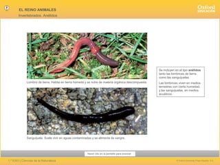 EL REINO ANIMALES
Invertebrados. Anélidos

Se incluyen en el tipo anélidos
tanto las lombrices de tierra
como las sanguijuelas.
Lombriz de tierra. Habita en tierra húmeda y se nutre de materia orgánica descompuesta.

Las lombrices viven en medios
terrestres con cierta humedad,
y las sanguijuelas, en medios
acuáticos.

Sanguijuela. Suele vivir en aguas contaminadas y se alimenta de sangre.

Hacer clic en la pantalla para avanzar

1.º ESO | Ciencias de la Naturaleza

© Oxford University Press España, S.A.

 