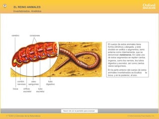 EL REINO ANIMALES
Invertebrados. Anélidos

cerebro

corazones

El cuerpo de estos animales tiene
forma cilíndrica y alargada, y está
dividido en anillos o segmentos, tanto
externa como internamente, que se
denominan metámeros. En cada uno
de estos segmentos se repiten ciertos
órganos, como los nervios, los tubos
digestivo y excretor, así como ciertos
vasos sanguíneos.
En la parte anterior del cuerpo de estos
animales invertebrados se localiza
la
boca, y en la posterior, el ano.
cordón
nervioso
boca

vaso
sanguíneo

orificio
excretor

tubo
digestivo

tubo
excretor

Hacer clic en la pantalla para avanzar

1.º ESO | Ciencias de la Naturaleza

© Oxford University Press España, S.A.

 