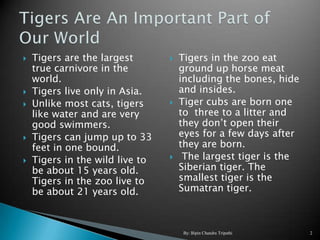    Tigers are the largest          Tigers in the zoo eat
    true carnivore in the            ground up horse meat
    w...