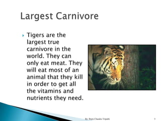    Tigers are the
    largest true
    carnivore in the
    world. They can
    only eat meat. They
    will eat most of ...