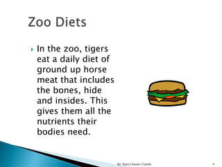    In the zoo, tigers
    eat a daily diet of
    ground up horse
    meat that includes
    the bones, hide
    and insi...