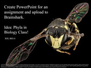 Create PowerPoint for an
assignment and upload to
Brainshark.
Idea: Phyla in
Biology Class!
SOL BIO.4
USGS Bee Inventory. (2014, January 10). Bee. [digital image] Retrieved fromhttps://www.flickr.com/photos/usgsbiml/11880895874/in/photolist-onU5hn-o6FGRK-o6FKek-gKaV4c-gKa88Y-j6SGqj-enbJ2H-fqmaYp-
fSS2Qr-j7yj4A-7yJZP4-fqmabH-ecmpiA-eciV6x-6h7Dzp-59Nd6h-7NoAq4-fSS3v5-8em8Co-c5z3aA-f3RCng-fqm9Tz-7N3ZBW-5QXMb4-ed14W9-ebxK8P-fyxFWw-7Gni53-bBFdFb-gMWFEg-2C3wAg-ebDo9s-
2Bxryh-eecL6L-h8mQuP-6ZsNgE-fydBBX-jXMbM1-7A7Gkr-iCcSG3-6ZkDEc-f2Nmd4-jCDSuE-a1WeY4-5RhGaZ-9cdcev-bqLPy-63zXqb-63sLLW-66ynLD
 