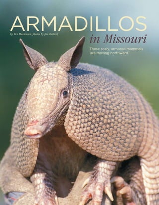 These scaly, armored mammals
are moving northward.
armadillos
in Missouri
by Rex Martensen, photos by Jim Rathert
 