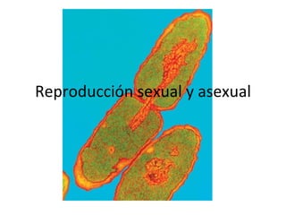 Reproducción sexual y asexual 