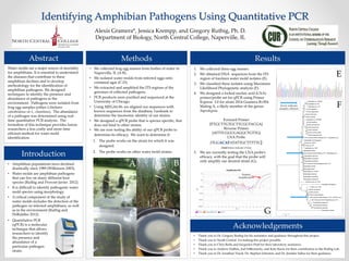 Identifying Amphibian Pathogens Using Quantitative PCR
Alexis Gramera*, Jessica Krempp, and Gregory Ruthig, Ph. D.
Department of Biology, North Central College, Naperville, IL
Abstract
Water molds are a major source of mortality
for amphibians. It is essential to understand
the diseases that contribute to these
amphibian declines and to develop
methodology for the identification of
amphibian pathogens. We designed
techniques to identify the presence and
abundance of pathogens in the
environment. Pathogens were isolated from
frog egg samples (either Lithobates
catesbeianus or L. clamitans). The abundance
of a pathogen was determined using real-
time quantitative PCR analysis. The
formation of this technique provides future
researchers a less costly and more time
efficient method for water mold
identification.
Introduction
• Amphibian populations have declined
drastically since 1989 (Wilkinson 2003).
• Water molds are amphibian pathogens
that can live on many different host
species (Ruthig and Provost-Javier 2012).
• It is difficult to identify pathogenic water
mold species using morphology.
• A critical component of the study of
water molds includes the detection of the
pathogen on infected amphibians, as well
as in the environment (Ruthig and
DeRiddler 2012).
Methods
• We collected frog egg masses from bodies of water in
Naperville, IL (A-B).
• We isolated water molds from infected eggs onto
cornmeal agar (C-D).
• We extracted and amplified the ITS regions of the
genomes of collected pathogens.
• PCR products were purified and sequenced at the
University of Chicago.
• Using MEGA6.06, we aligned our sequences with
known sequences from the database, Genbank to
determine the taxonomic identity of our strains.
• We designed a qPCR probe that is species specific, that
does not bind to other strains.
• We are now testing the ability of our qPCR probe to
determine its efficacy. We want to determine if:
1. The probe works on the strain for which it was
designed.
2. The probe works on other water mold strains.
A B
DC
Results
E
Acknowledgements
• Thank you to Dr. Gregory Ruthig for his assistance and guidance throughout this project.
• Thank you to North Central for making this project possible.
• Thank you to Chris Boffa and Jacquelyn Pfaff for their laboratory assistance.
• Thank you to Andrew DuBois, Joel DiBernardo, and Katy Reese for their contribution to the Ruthig Lab.
• Thank you to Dr. Jonathan Visick, Dr. Stephen Johnston, and Dr. Jennifer Sallee for their guidance.
Leptolegnia sp. EM32A
Leptolegnia sp. NT
Leptolegnia sp. SP
Achlya papillosa
Achlya oligacantha
Achlya racemosa
Achlya colorata
Leptolegnia sp. SAP248
Achlya aquatica
Achlya primoachlya
Achlya americana
Achlya intricata
Achlya ambisexualis
Achlya heterosexualis
2014 Gramera RvWk Mating B ITS 1 (Leptolegnia sp.)
Saprolegnia semihypogyna
Achlya sp. O3EG1
Achlya sp. DG
Leptolegnia sp. CBS
Saprolegnia diclina
2014 Gramera RvWk Mating A ITS 1 (Saprolegnia sp.)
Saprolegnia salmonis
Saprolegnia hypogyna
Saprolegnia parasitica
2014 Gramera Field Saprolegnia ferax ITS 1
Saprolegnia oliviae
Saprolegnia ferax
Saprolegnia sp. AESB
Saprolegnia bulbosa
Saprolegnia anomalies
Saprolegnia longicaulis
Aphanomyces sp. NVA
Aspergillus tubingensis
Pythium sp. OAK
Pythium erinaceum
Pythium parvum
Pythium takayamanum
2014 Gramera RvWk Mating C ITS 1 (Pythium sp.)
2014 Gramera Field Phytophthora sp. ITS 1
Phytophthora brassicae
Phytophthora botryosa
Phytophthora tropicalis
Phytophthora riparia
96
58
52
24
65
97
19
38
100
87
98
52
99
100
27
40
19
18
9
18
12
78
55
7893
36
50
0.1
1. We collected three egg masses.
2. We obtained DNA sequences from the ITS
region of fourteen water mold isolates (E).
3. We classified these isolates using Maximum
Likelihood Phylogenetic analysis (F).
4. We designed a locked nucleic acid (LNA)
primer/probe set for qPCR using Primer
Express 3.0 for strain 2014 Gramera RvWk
Mating A, a likely member of the genus
Saprolegnia.
5. We are currently testing the LNA probe’s
efficacy, with the goal that the probe will
only amplify our desired strain (G).
F
Forward Primer
[TTGCTTGTGCTTCGGTACGA]
Reverse Primer
[ATTTCGGCGAGGCTGTTG]
LNA Probe
[TGGACATATATTGCTTTTTG]
(Bold letters indicate LNAs)
G
B
Arrow indicates
samples collected
Positive
Amplifications
• Quantitative PCR
(qPCR) is a molecular
technique that allows
researchers to identify
the presence and
abundance of a
particular pathogen
strain.
 