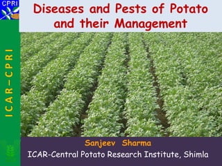 Sanjeev Sharma
ICAR-Central Potato Research Institute, Shimla
I
C
A
R
–
C
P
R
I Diseases and Pests of Potato
and their Management
 